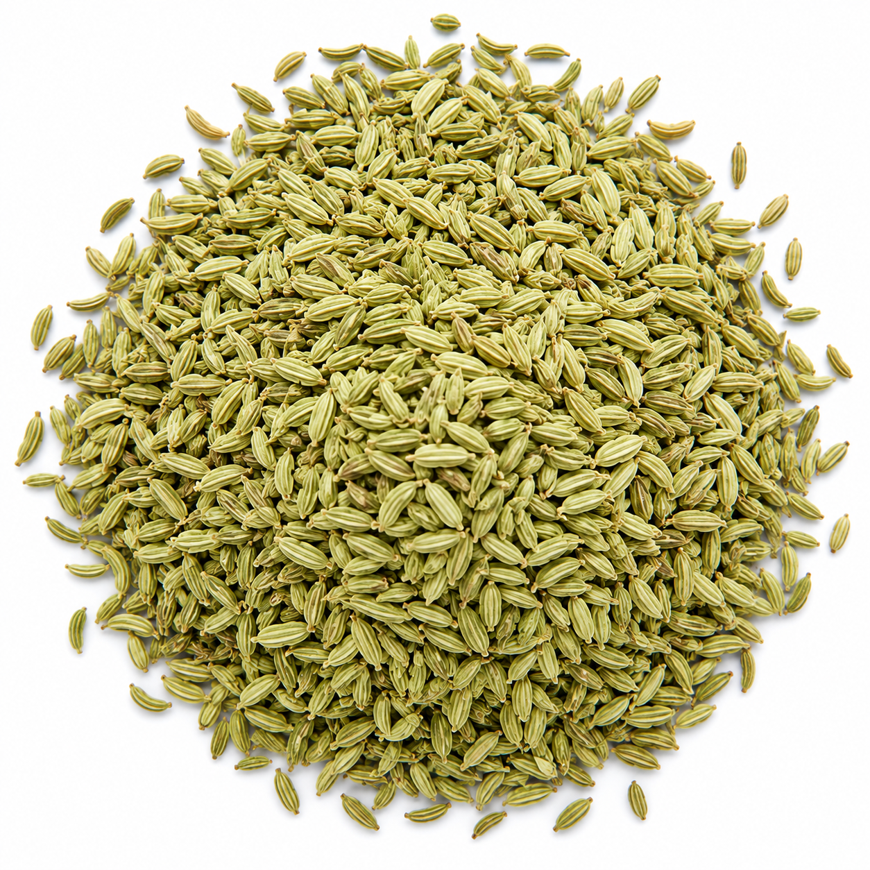 Organic Fennel Whole