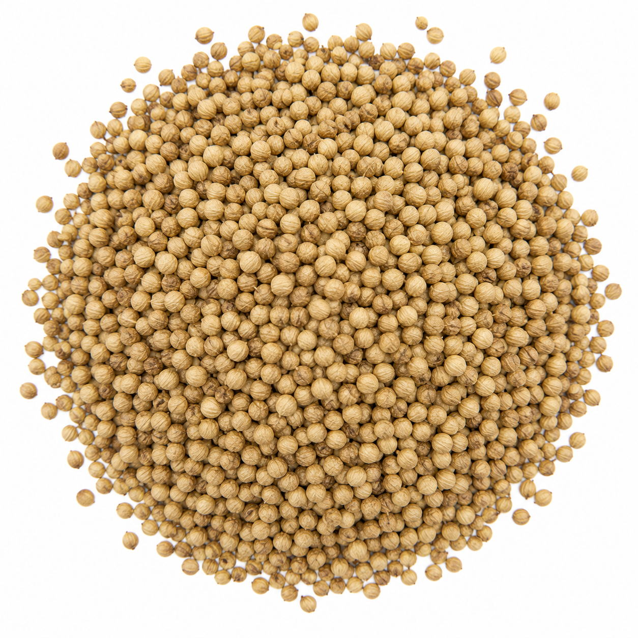 Organic Coriander Seed, Whole