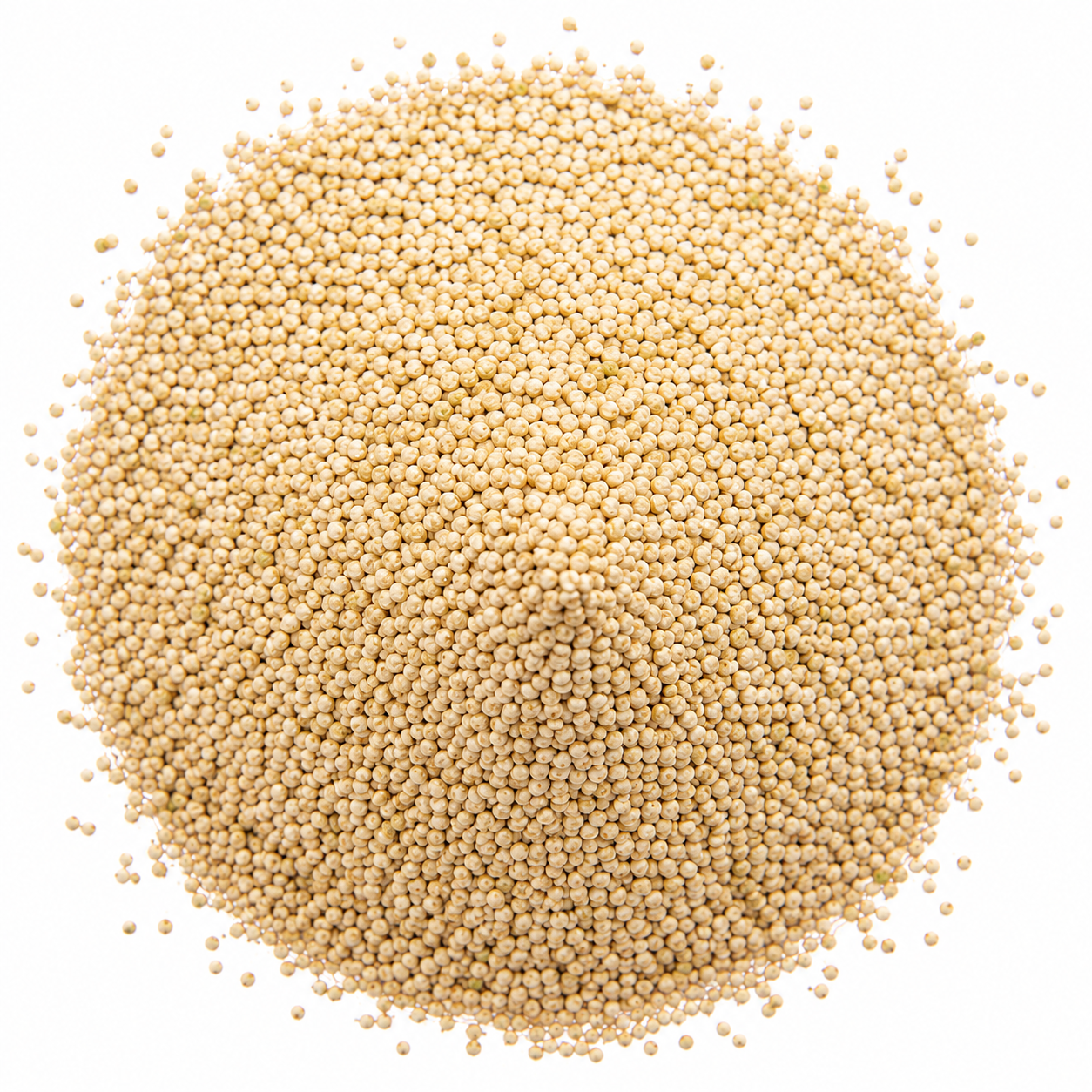Organic Quinoa Seeds